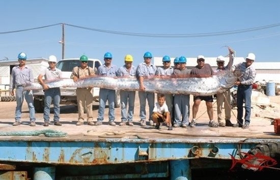 Необычные обитатели водного мира: знакомьтесь с этой рыбкой (6 фотографий)