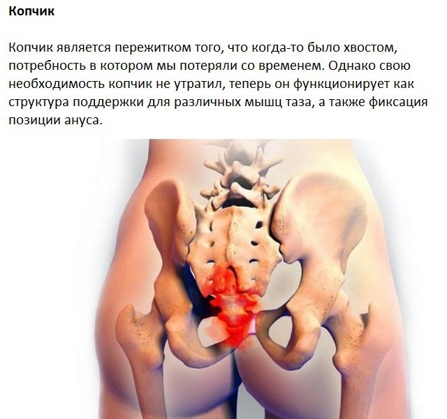 Функции человеческого тела, которые перестали быть актуальными, представлены на 10 фотографиях