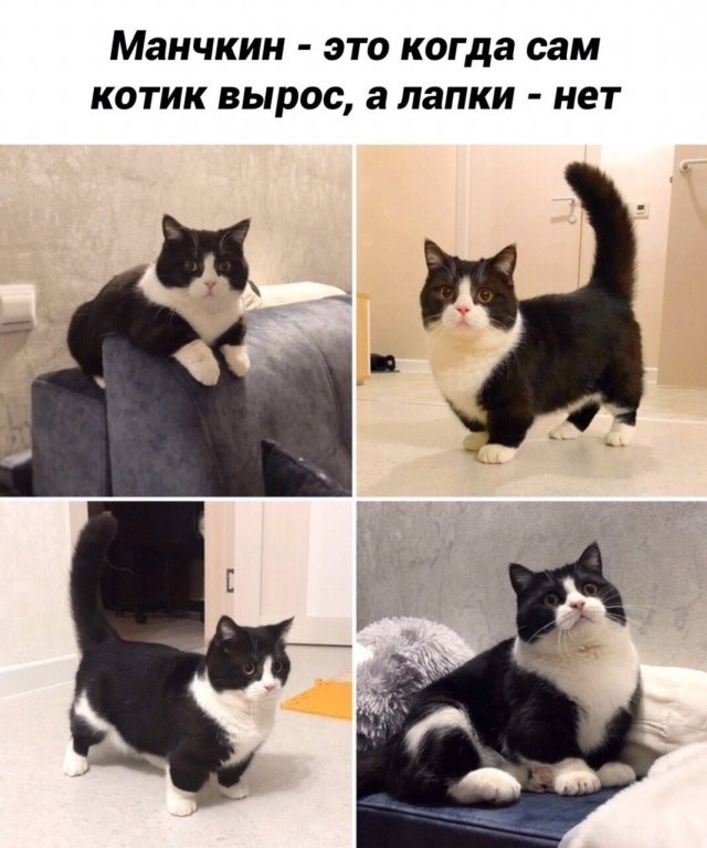 Котики, которые точно поднимут вам настроение (19 фото)