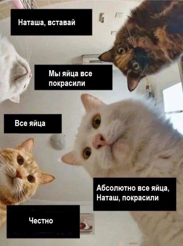 Мемы, в которых главную роль играет Наташа: 14 смешных фото