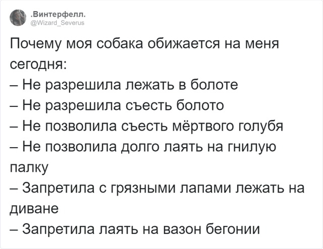 12 поводов, по которым собака может обидеться на вас