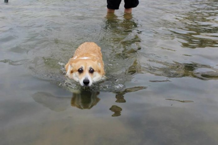 Фотографии собак, испытывающих страх перед водой (14 снимков)